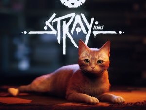 Stray Running Game Online