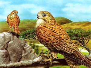 Birds of Prey Slide Puzzle Game